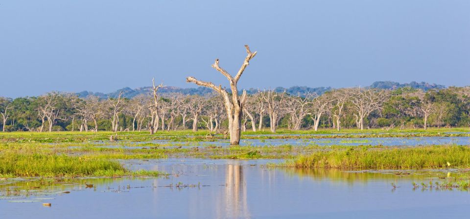 From Ella: Shuttle to Down South Any Location w Yala Safari - Who this tour suits best (and who might want another option)