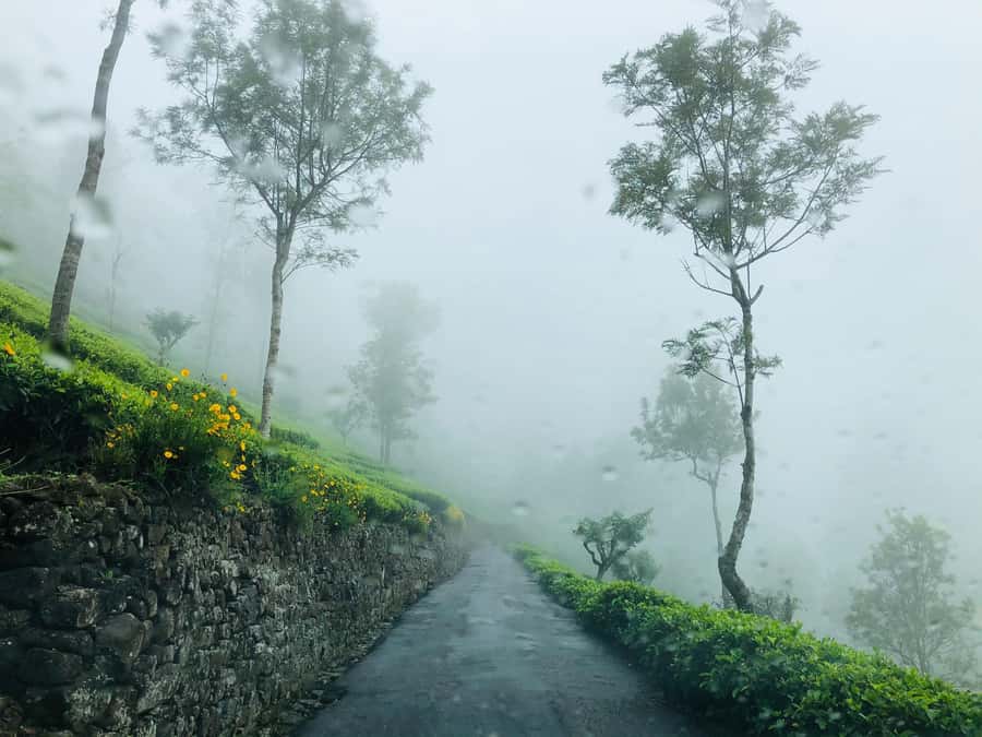 From Ella: Tea Adventure in Haputale with Village Lunch - Why a Haputale tea tour is more than a pretty stop