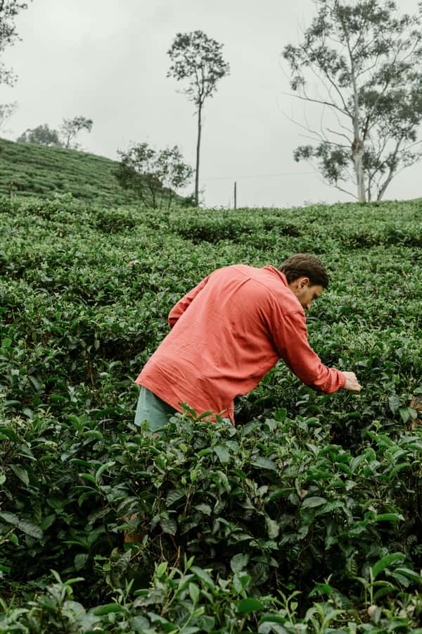 From Ella: Tea Adventure in Haputale with Village Lunch - Your day on the ground: timing, tuk-tuk rides, and what 5 hours really means