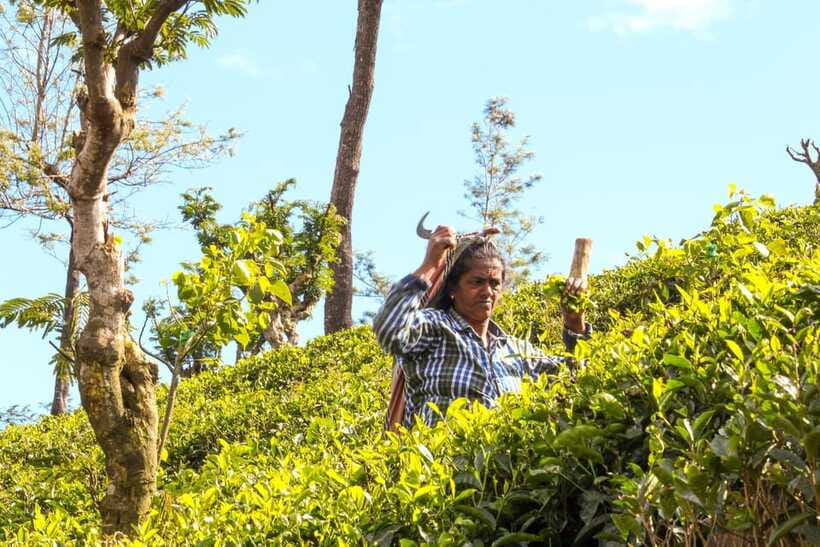 From Ella: Tea Adventure in Haputale with Village Lunch - Inside a working tea factory: how Ceylon tea gets made