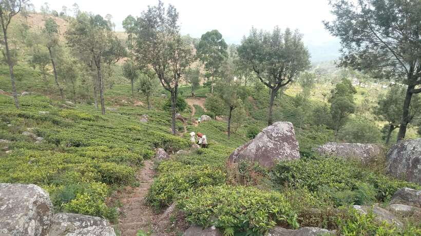 From Ella: Tea Adventure in Haputale with Village Lunch - Guided tea tasting: how to make sense of different grades