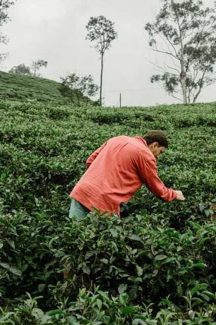 From Ella: Tea Adventure in Haputale with Village Lunch - Guides make the experience: why Dinu, Thushan, and Dinuka matter