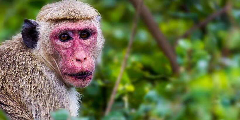 From ELLA to ARUGAM-BAY transfer with YALA Safari Tour - Ella to Arugam Bay, with Yala as the real reason to go