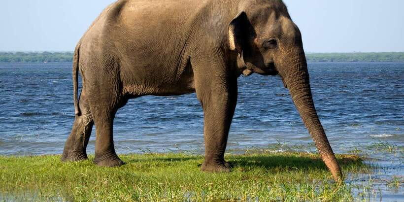 From ELLA to ARUGAM-BAY transfer with YALA Safari Tour - Wildlife odds: what you can realistically expect to look for