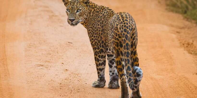 From ELLA to ARUGAM-BAY transfer with YALA Safari Tour - The drive and the moment you switch from road to safari