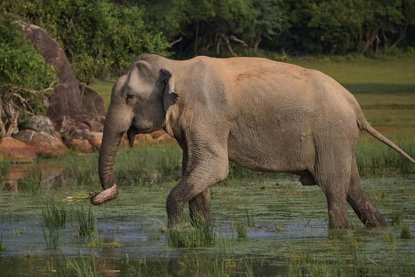 From Ella : Udawalawa Safari & Drop Tangalle/ Mirissa/ Galle - Key highlights worth caring about