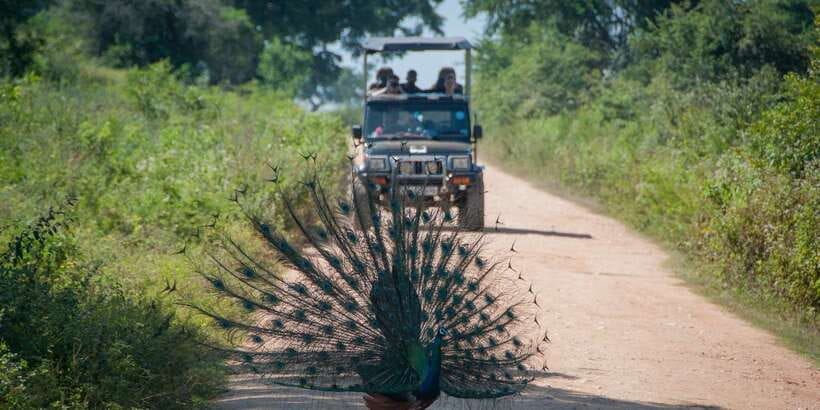 From Ella: Udawalawe Safari with Elephant Transit Home - Key Highlights You Should Care About