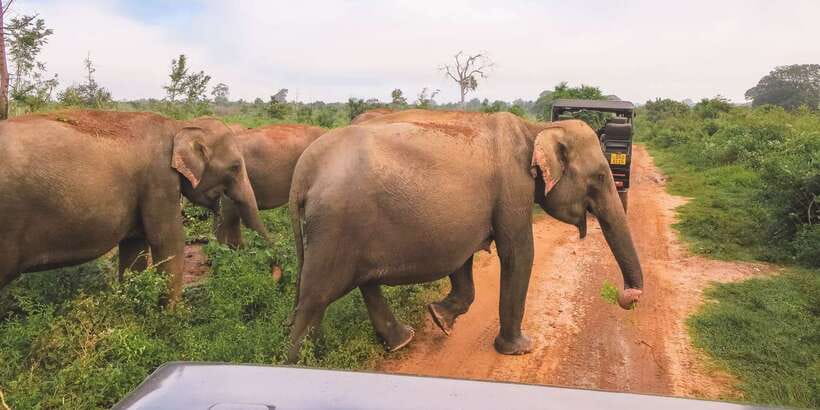 From Ella: Udawalawe Safari with Elephant Transit Home - Why Udawalawe From Ella Feels Like a Smart Day Trip