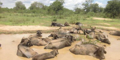 From Ella: Udawalawe Safari with Elephant Transit Home - The 9:00 AM Pickup and the Ride That Makes or Breaks the Day