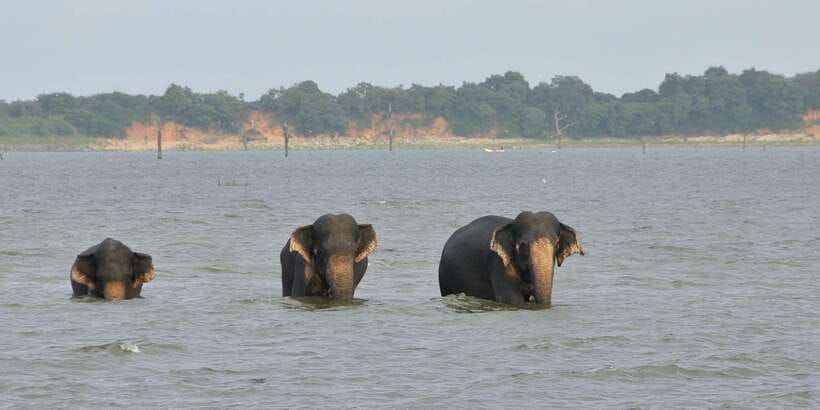 From Ella: Udawalawe Safari with Elephant Transit Home - Elephant Transit Home: A 30-Minute Stop That Adds Meaning