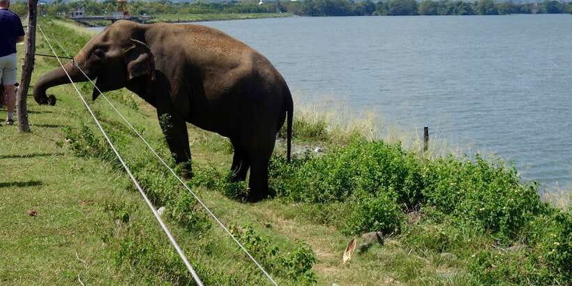From Ella: Udawalawe Safari with Elephant Transit Home - Lunch in Udawalawe: Budget Time for It