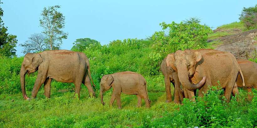 From Ella: Udawalawe Safari with Elephant Transit Home - Practical Tips for Enjoying Udawalawe in Real Life
