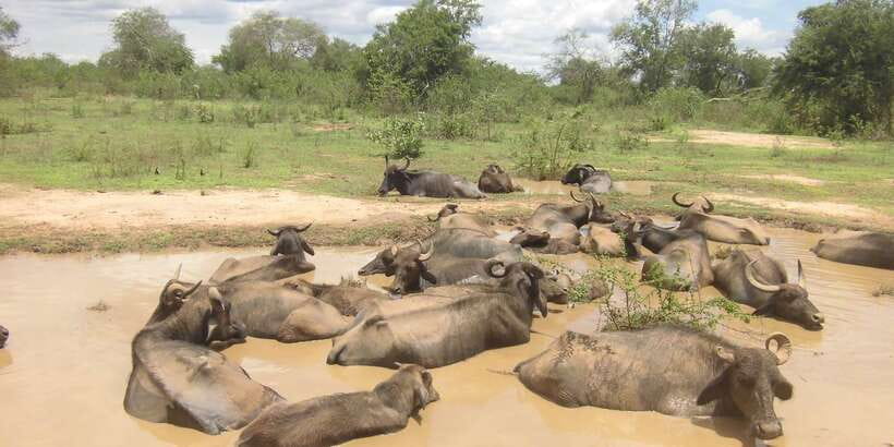 From Ella: Udawalawe Safari with Elephant Transit Home - The 9:00 AM Pickup and the Ride That Makes or Breaks the Day