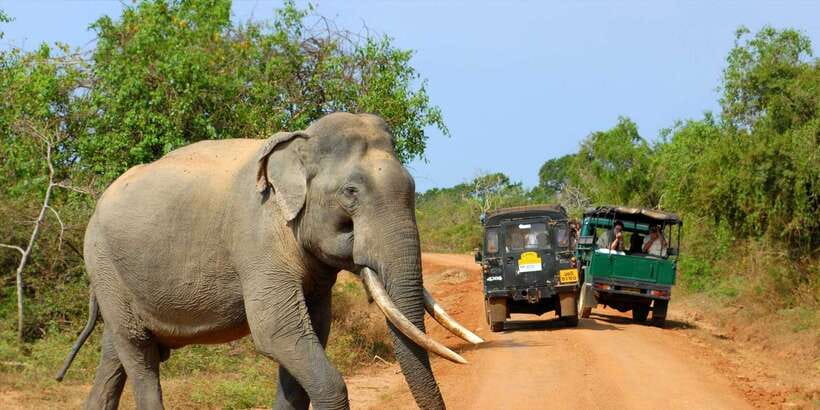 From Ella: Yala National Park Jeep Safari Tour - Key things to love about this Yala safari from Ella