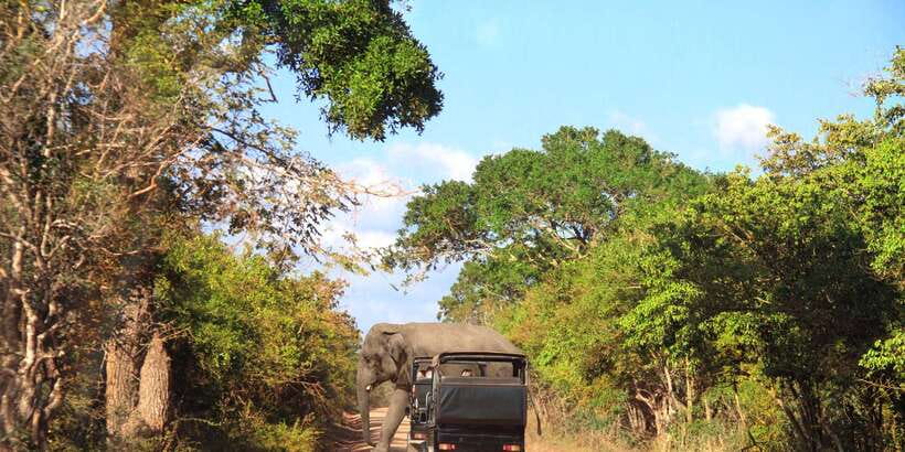 From Ella: Yala National Park Jeep Safari Tour - Why Yala’s afternoon timing matters more than you think