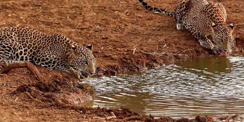 From Ella: Yala National Park Jeep Safari Tour - Ruhunu National Park basics: the scale, and why it helps your spotting