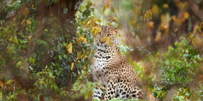 From Ella: Yala National Park Jeep Safari Tour - Getting there from Ella: AC pickup, shared transfer, and the long-road reality