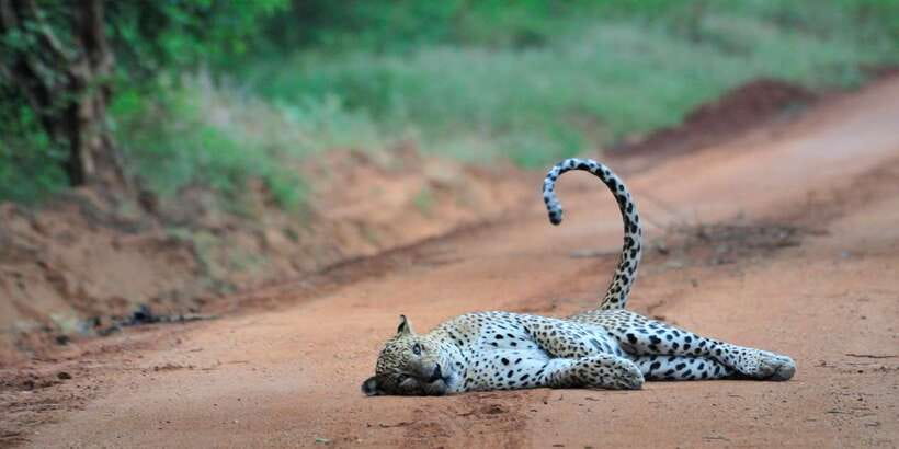 From Ella: Yala National Park Jeep Safari Tour - Entering Yala: what the 4-hour jeep drive is really like