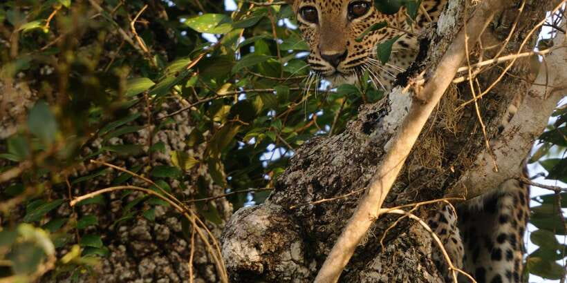 From Ella: Yala National Park Jeep Safari Tour - Leopards, sloth bears, and the elephant factor: managing your hopes