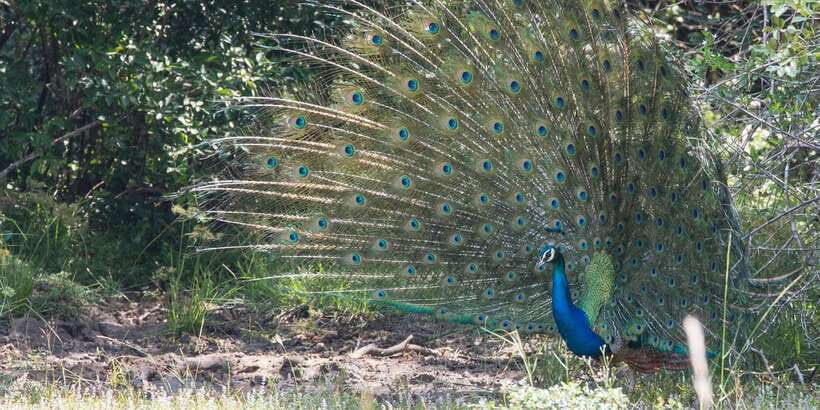 From Ella: Yala National Park Jeep Safari Tour - Price and value: what $75 covers (and what to budget extra)