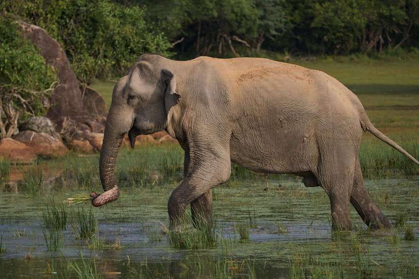 From Ella - Yala National Park Leopard Safari Tour - Price and value: what $58 gets you (and what it doesn’t)