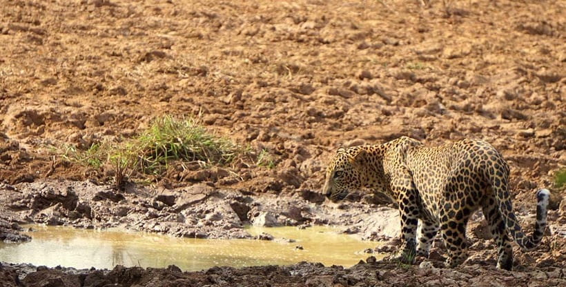 From Ella - Yala National Park Leopard Safari Tour - Tips to get more from a leopard-focused day