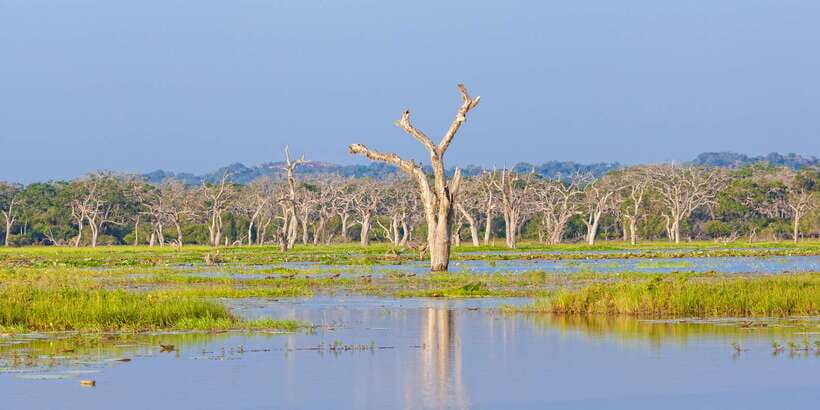 From Ella: Yala National Park Safari Tour in a 4x4 - Comfort vs. comfort surprises: air-con, rough roads, and seatbelts