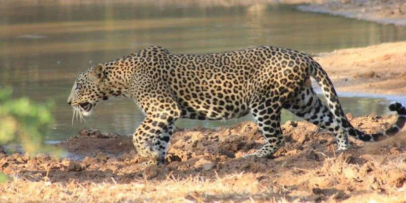 From: Ella - YALA Safari - Drop off: Arugam Bay / Arugambay - The Safari Drives: Two Games Drives Built Around Activity