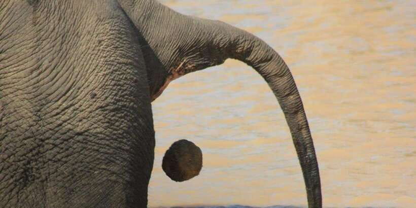 From: Ella - YALA Safari - Drop off: Arugam Bay / Arugambay - What You Can Spot in Yala Besides Leopards