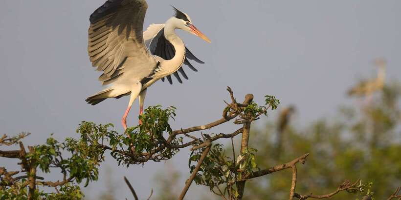 From Ella - Yala Safari - Drop-off : Galle/Mirissa/Hikkaduwa - Should you book the Ella to Yala safari with coastal drop-off?