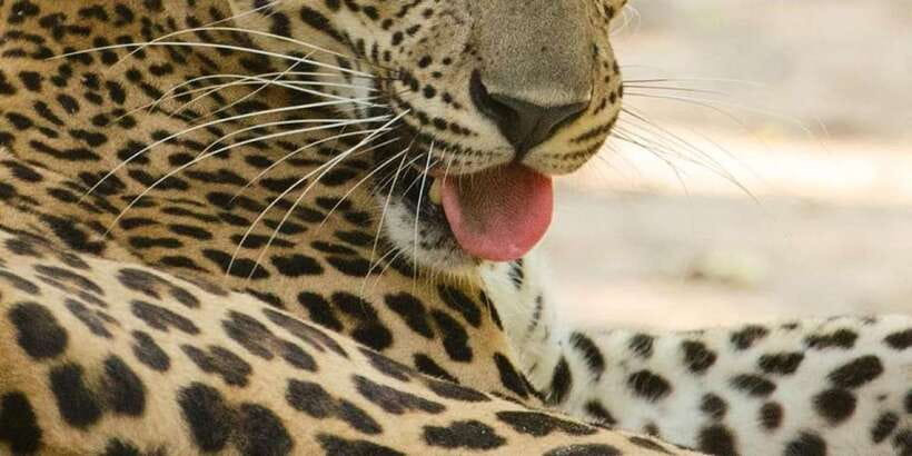 From Ella - Yala Safari - Drop-off : Galle/Mirissa/Hikkaduwa - Animals to hope for: leopards, elephants, bears, and birds