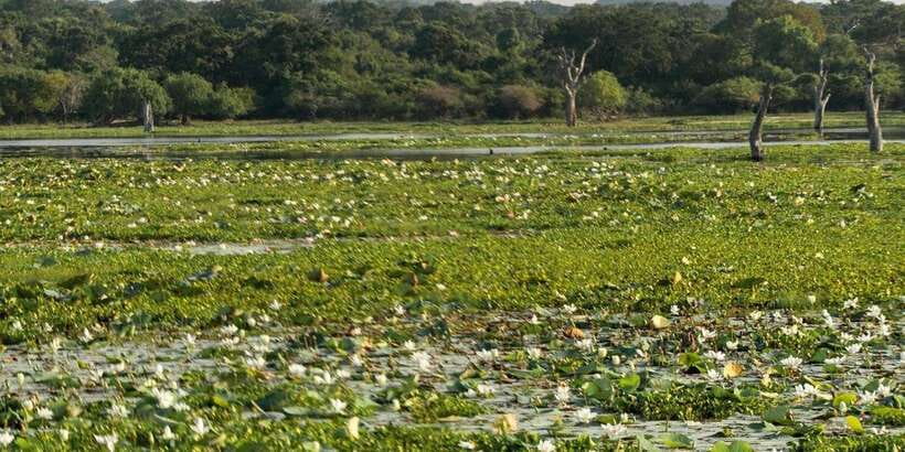 From Ella - Yala Safari - Drop-off : Galle/Mirissa/Hikkaduwa - Price and value: $37 a person vs what you still pay