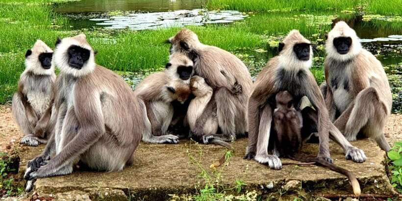 From Ella - Yala Safari - Drop-off : Galle/Mirissa/Hikkaduwa - Food, tickets, and simple ways to avoid a bad day