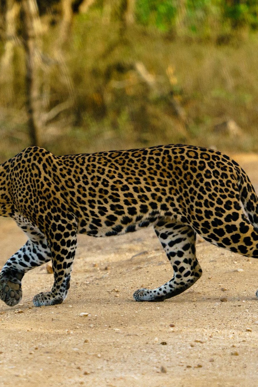 From Ella - Yala Safari - Drop-off : Galle/Mirissa/Hikkaduwa - Who this safari suits best (and who should choose another option)