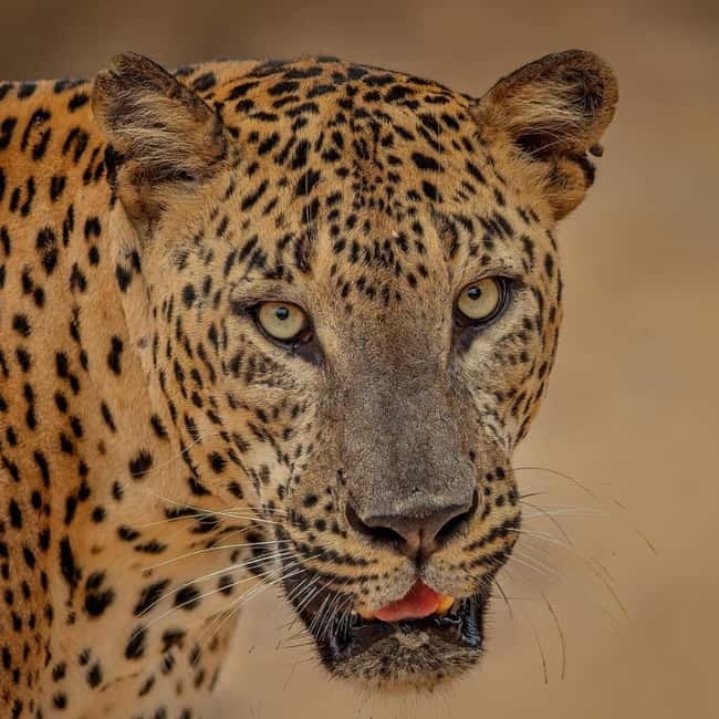 From Ella: Yala Safari & Transfer to Tangalle/Mirissa/Galle - Key Points Before You Go