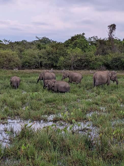 From Ella: Yala Safari & Transfer to Tangalle/Mirissa/Galle - What You Might See Besides the Big Cats