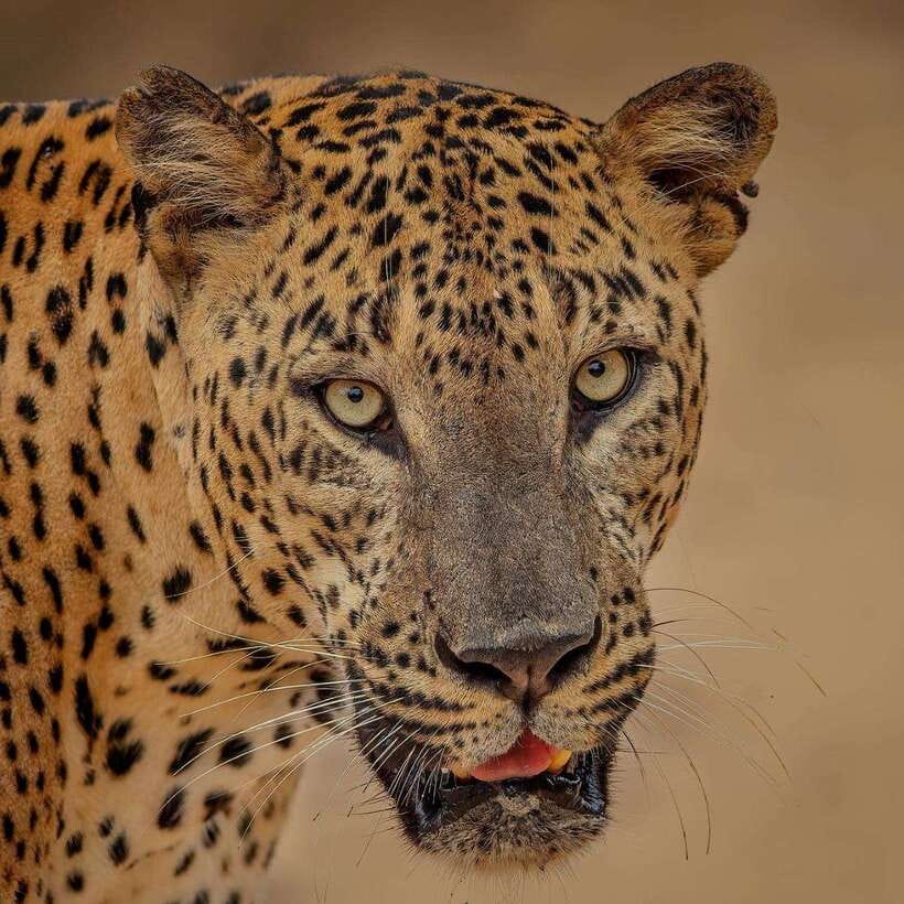 From Ella: Yala Safari with Tangalle/Mirissa/Galle Drop-off - Ella To Yala: Why This Transfer Feels Like Part Of The Safari