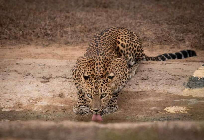 From Ella: Yala Safari with Tangalle/Mirissa/Galle Drop-off - Timing Tricks: Sunrise Starts, Photo Stops, And Getting There Early