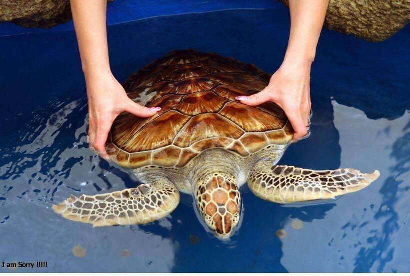 From Galle: Exclusive Madu River Safari & Turtle Hatchery - Kosgoda Turtle Hatchery: Conservation With a Clear Purpose