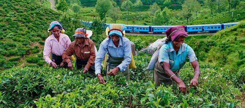 From Galle/Hikkaduwa/Mirissa -All-Inclusive Day Trip to Ella - Uva Halpewatte Tea Factory: learn the process, then taste-test your way