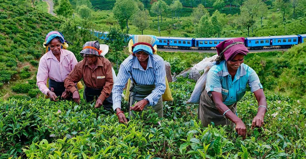 From Galle/Hikkaduwa/Mirissa: Day Trip to Experience Ella - Uva Halpewatte Tea Factory: Tea That Actually Makes Sense