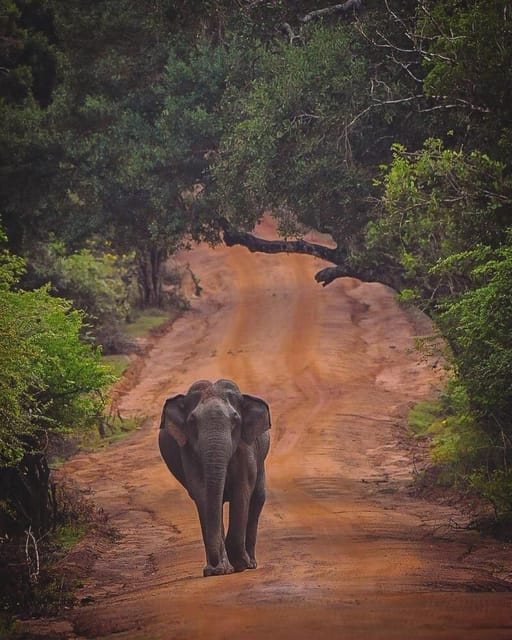 From Galle/Hikkaduwa/Mirissa Trip to Udawalawe Safari Tour - Elephant Transit Home: seeing conservation in action