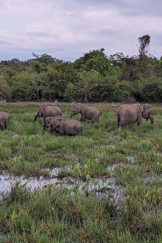 From Galle/ Mirissa/ Tangalle : Udawalawa Safari & Drop Ella - Elephant Transit Home: Baby Feedings, Photo Time, and Why This Visit Matters