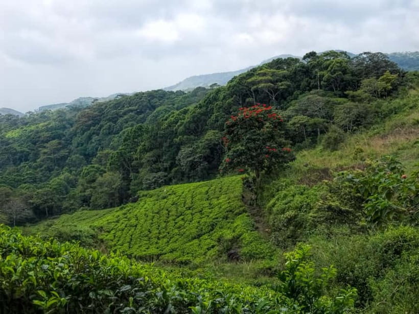 From Galle/Weligama/Mirissa/Matara: Day Trip to Sinharaja - Time, Effort, and the Small-Group Value