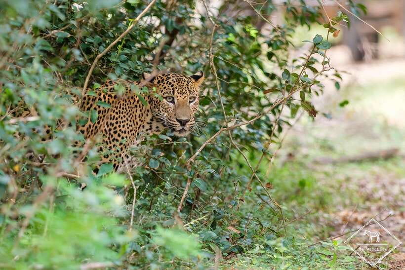 From Hambantota Port: Yala National Park Private Safari - Entering Yala National Park: Your First Game-Drive Minutes Matter