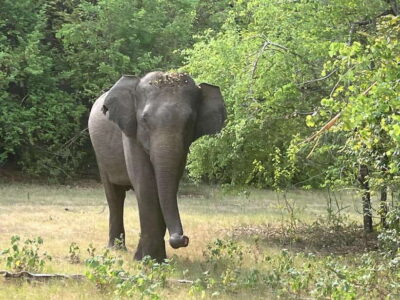 From Hambantota Port: Yala National Park Private Safari - The 4WD Jeep Ride: Expect Real Terrain (and Plan for It)