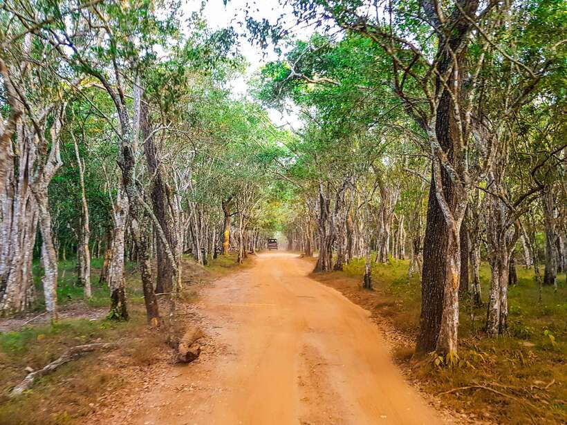 From Hambantota Port: Yala National Park Private Safari - What You’re Most Likely to See: Elephants, Leopards, and More
