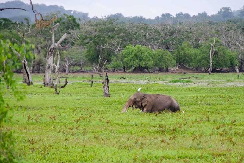 From Hambantota Port: Yala National Park Private Safari - Safety Rules You’ll Follow (So You Can Relax)