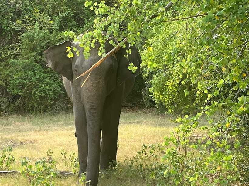 From Hambantota Port: Yala National Park Private Safari - Timing, Duration, and Why 4 Hours Works Here