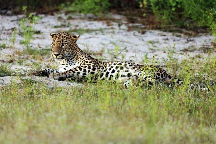 From Hambantota Port: Yala National Park Private Safari - Price and Value: Is $142 a Good Deal?